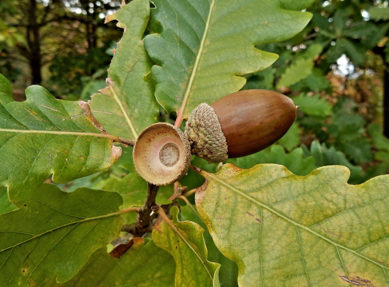 Evaluating Acorn Crops In An Oak Dominated Stand To Identify Good Acorn Producers