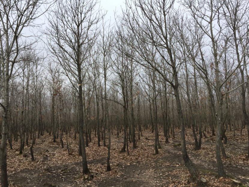 Effects Of Canopy On Soil Erosion And Carbon Sequestration In A Pedunculate Oak