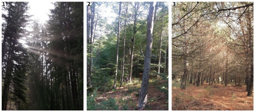 Distance Dependent Basal Area Models Using Stump Height Diameters