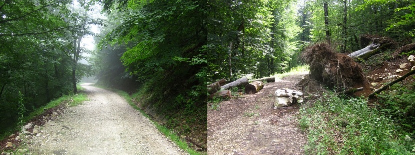 Modeling Wind Driven Tree Mortality