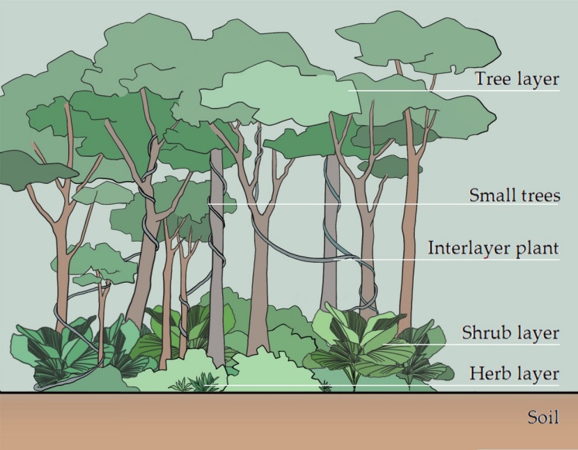 Soil properties and understory species diversity at different stand